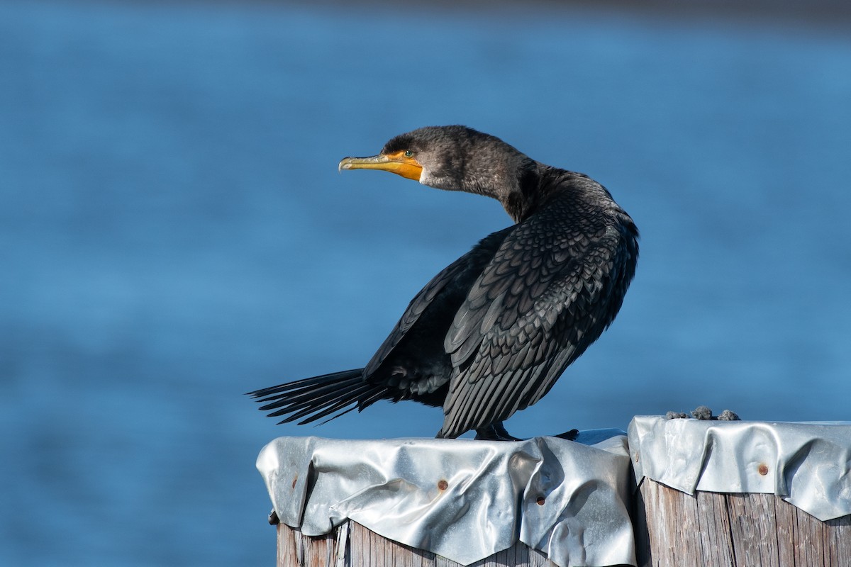 Double-crested Cormorant at Delta--Brunswick Point by Chris McDonald