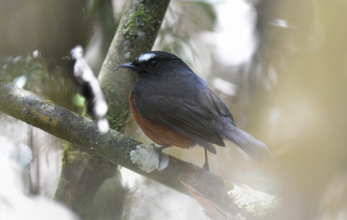 Chestnut-bellied Chat-Tyrant - Kyle Kittelberger