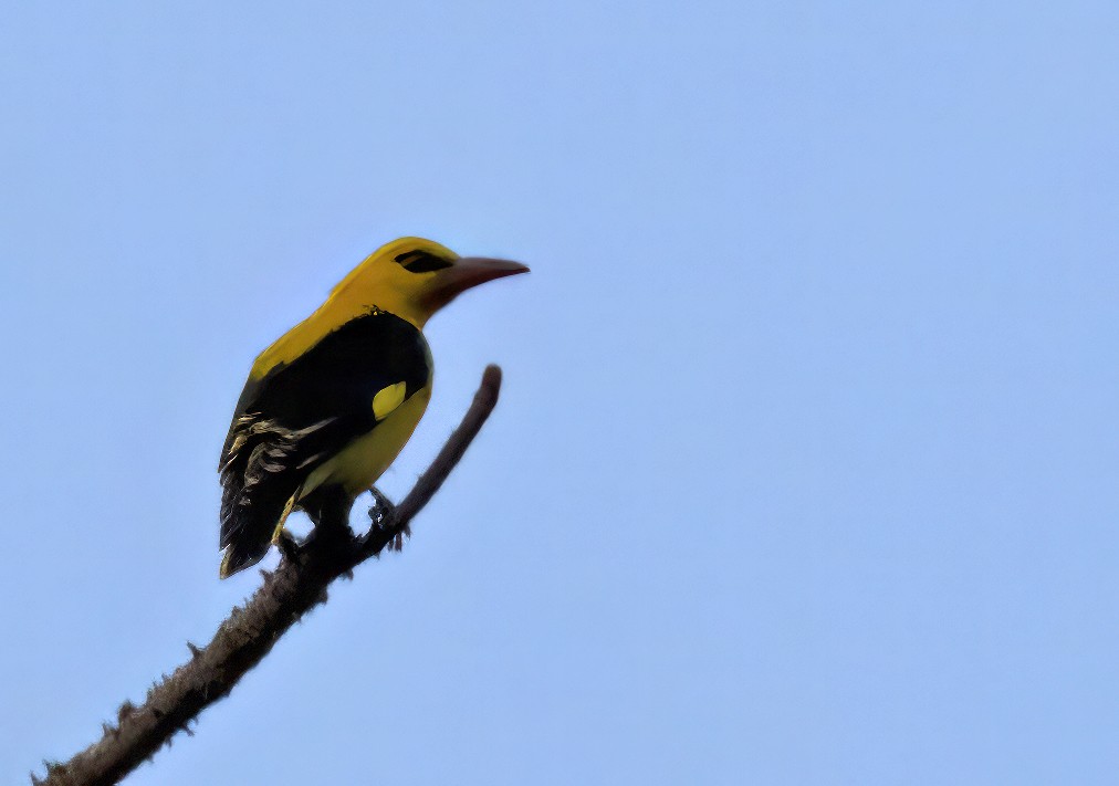 Indian Golden Oriole - ML614913842
