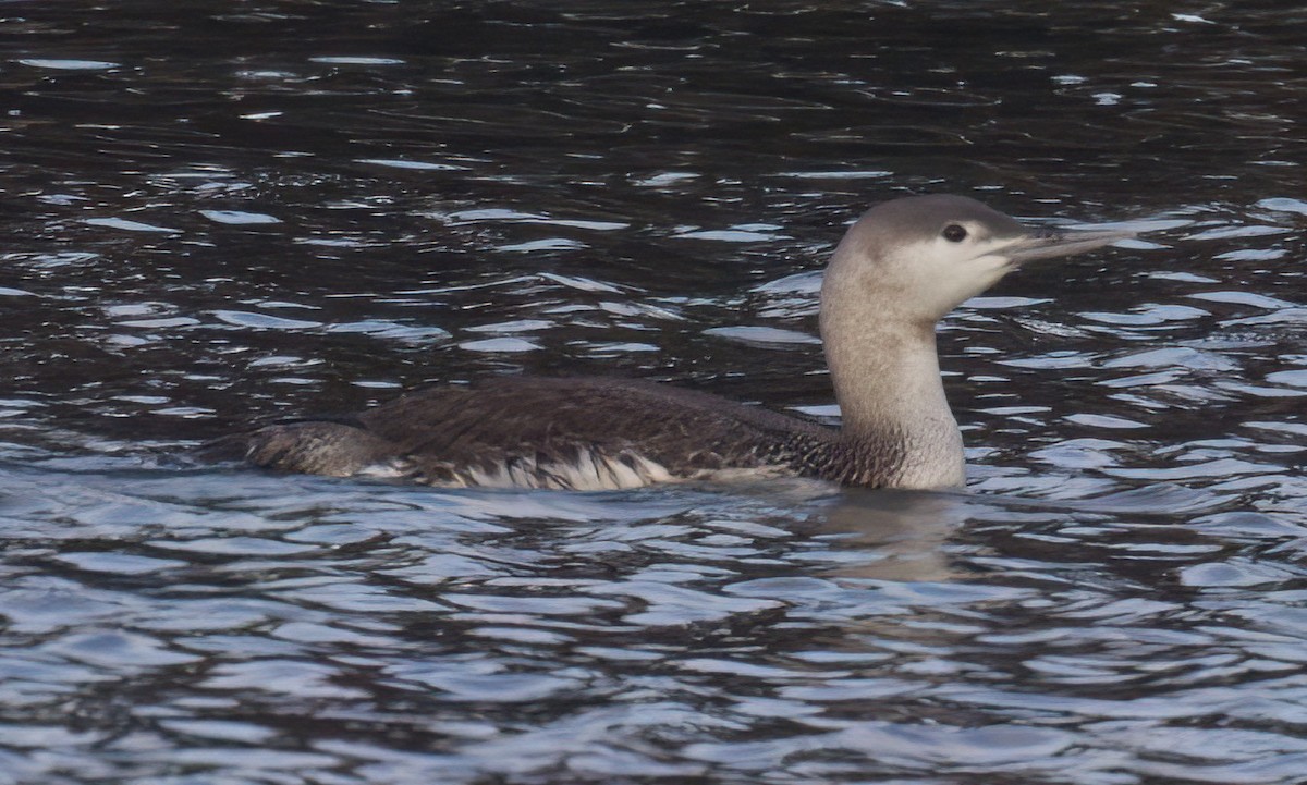 Red-throated Loon - ML614913865