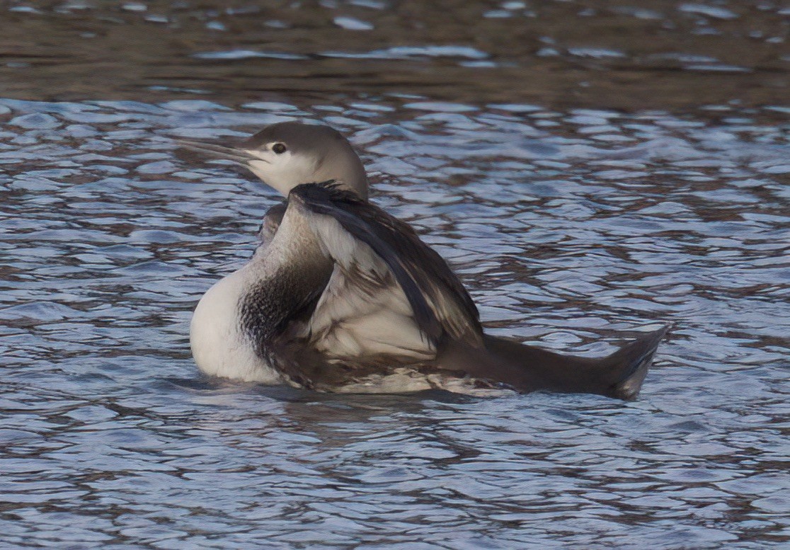 Red-throated Loon - ML614913866