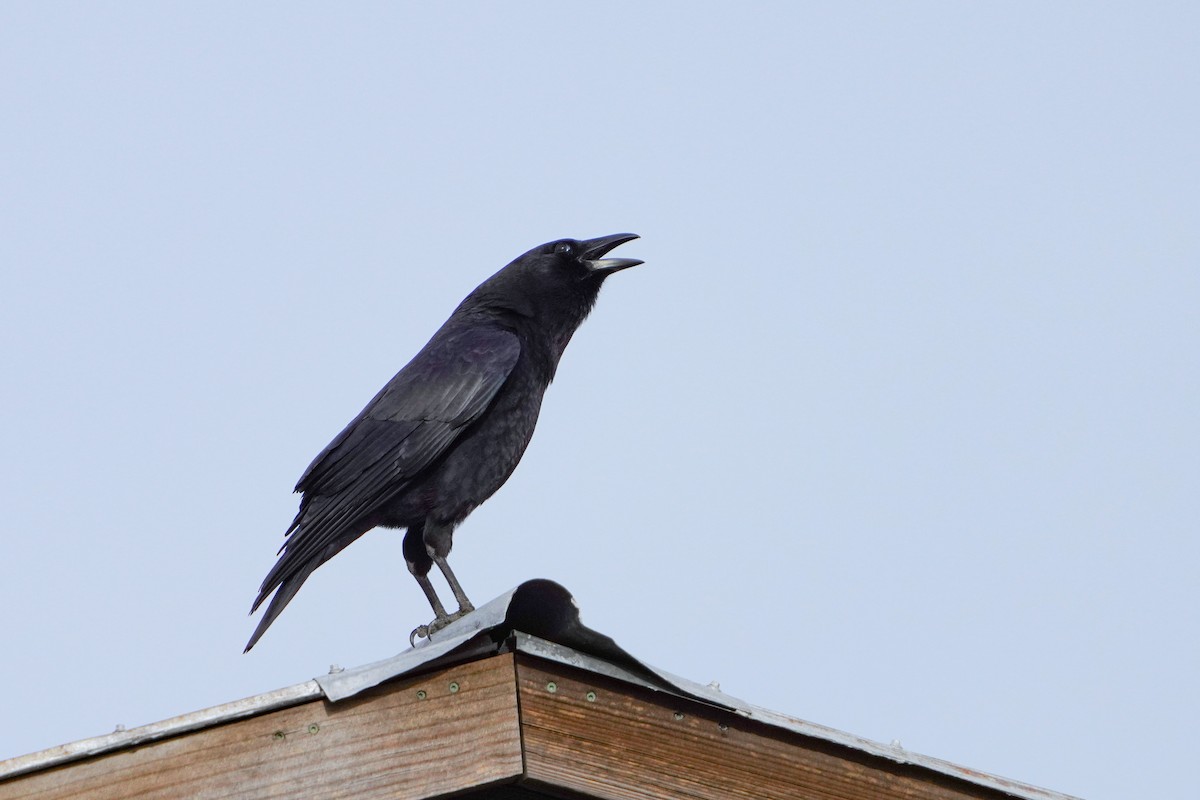 American Crow - Penny Owings