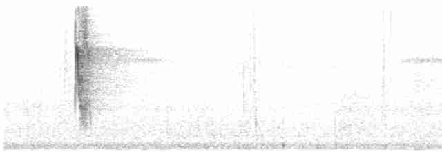 kilenebbtreløper (pectoralis gr.) - ML614914222