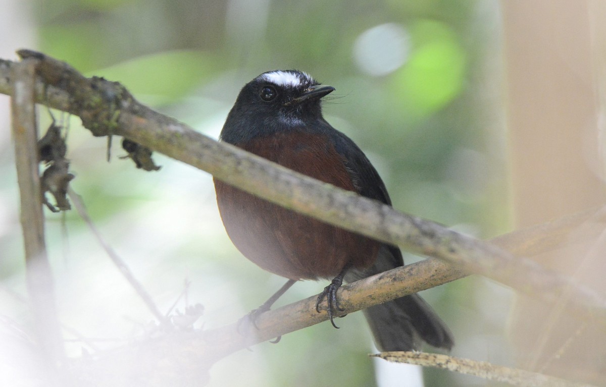 Chestnut-bellied Chat-Tyrant - Kyle Kittelberger