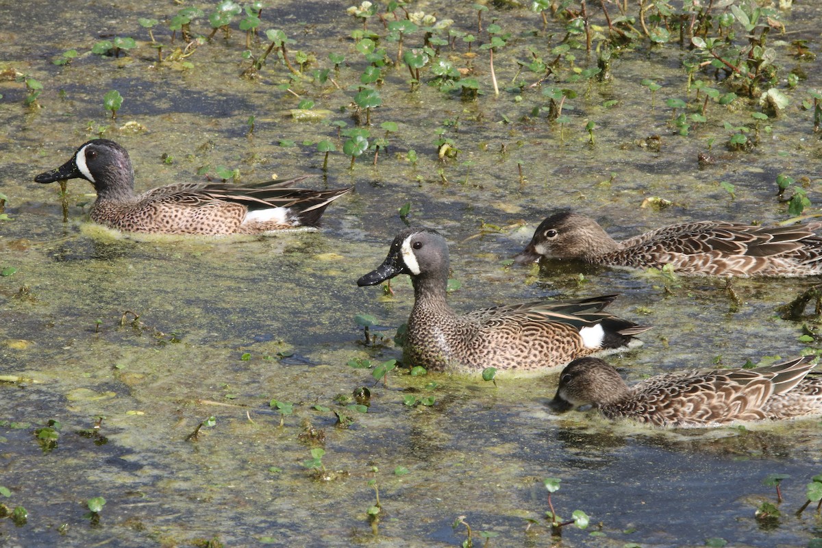 Blue-winged Teal - ML614914470