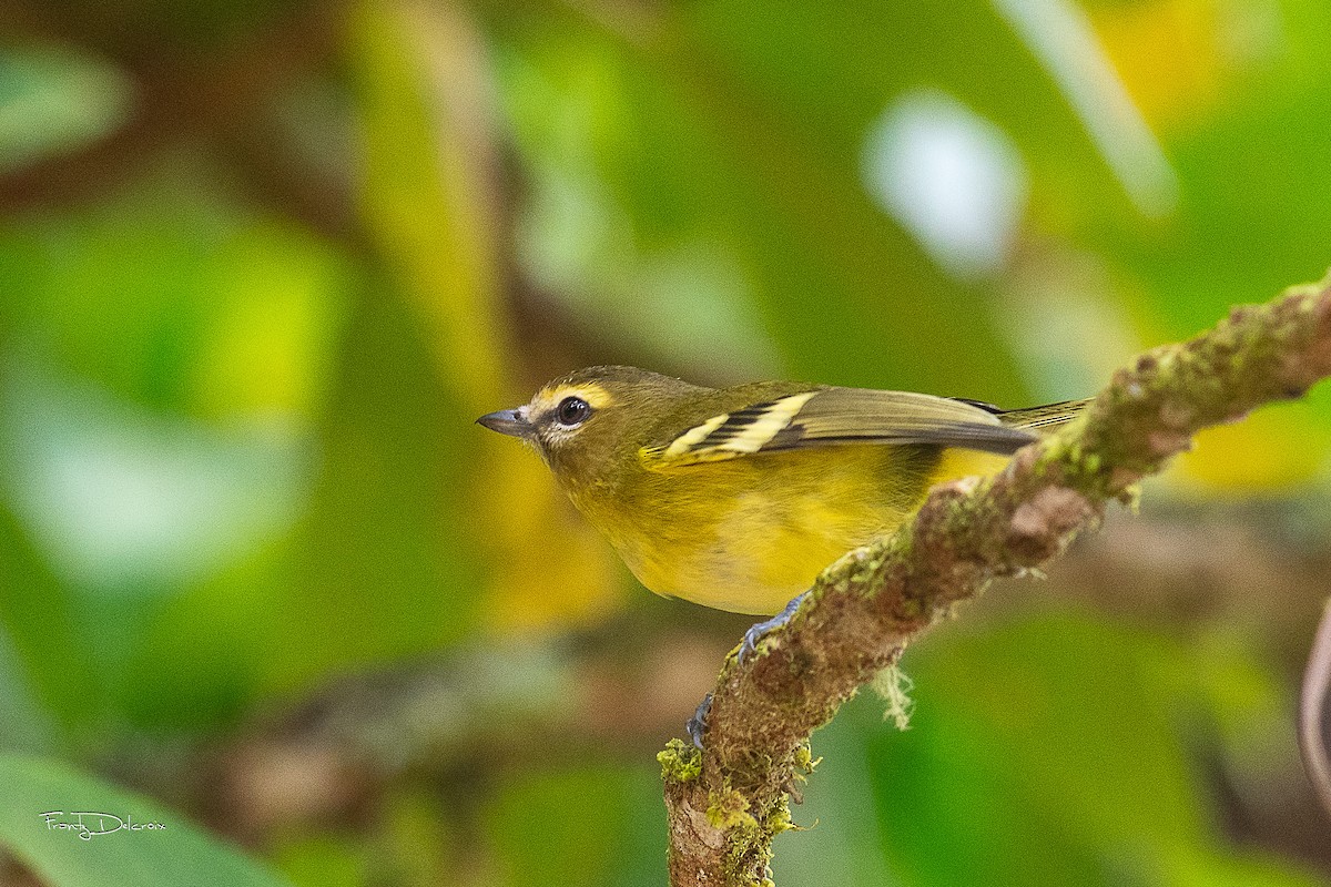 Yellow-winged Vireo - Frantz Delcroix (Duzont)