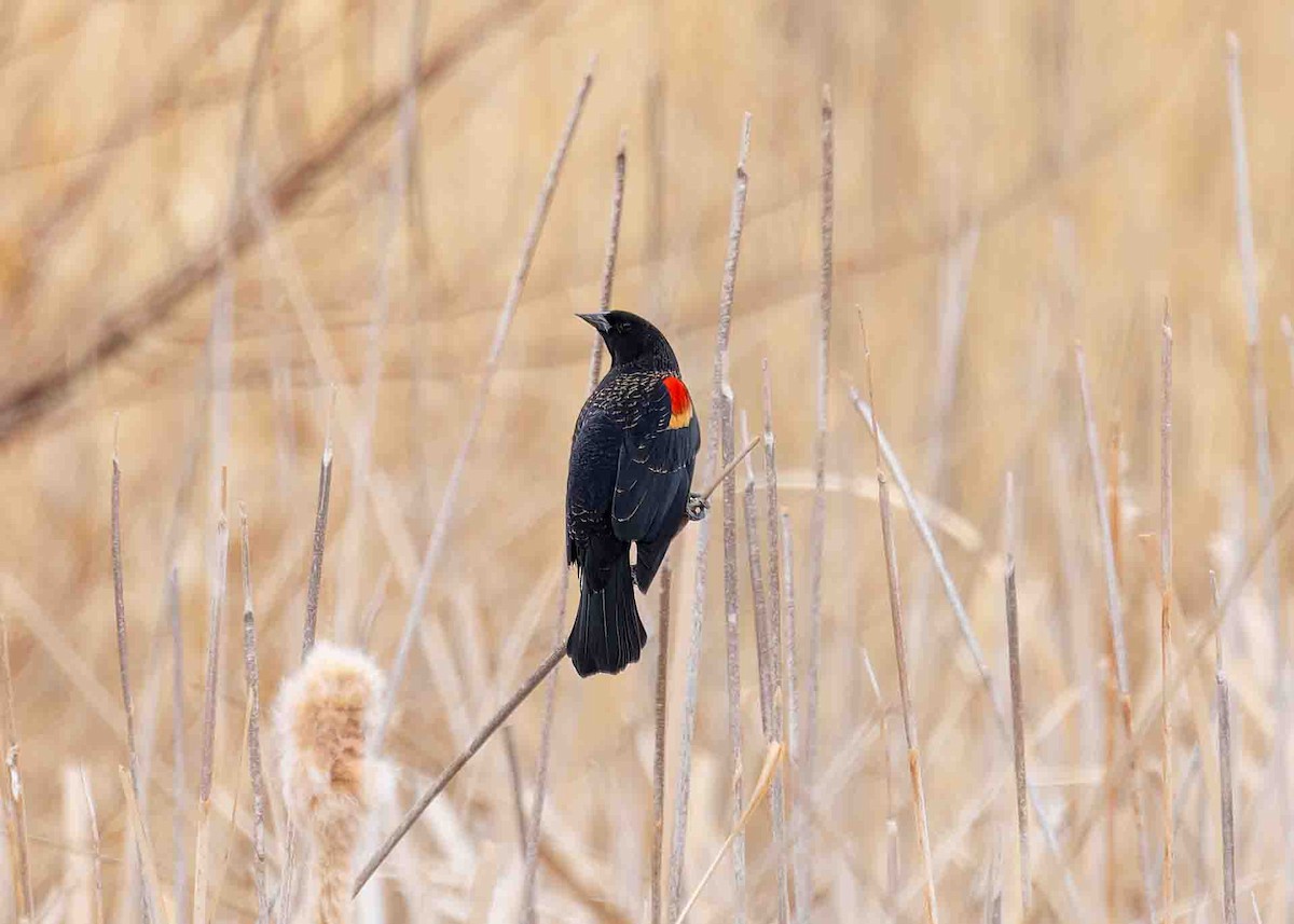 Red-winged Blackbird - ML614915491