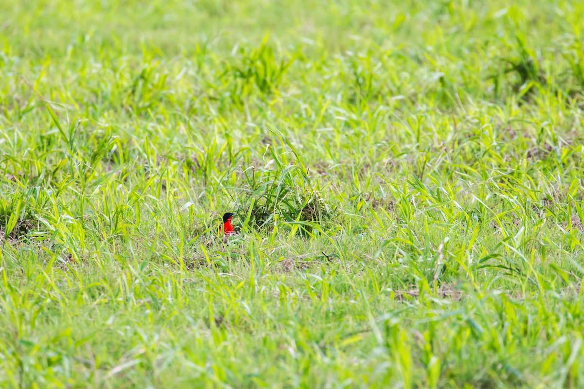 Red-breasted Meadowlark - ML614915591