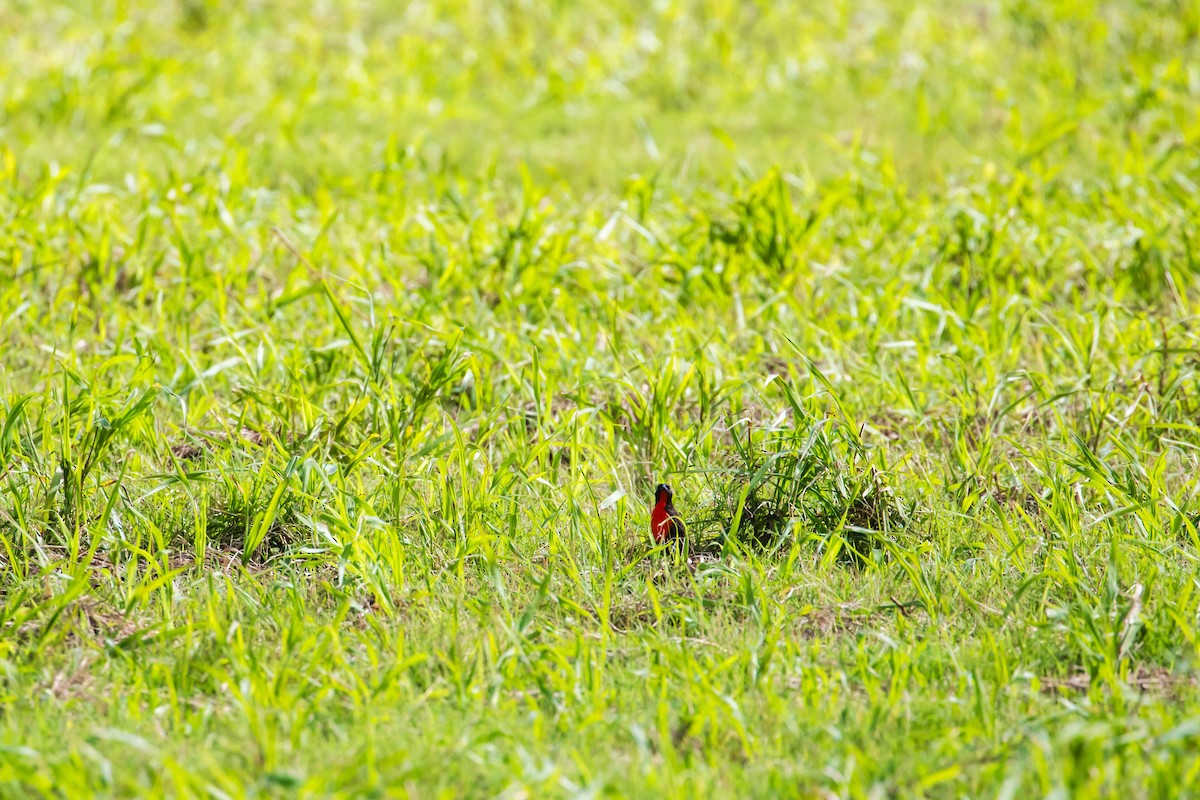 Red-breasted Meadowlark - ML614915592