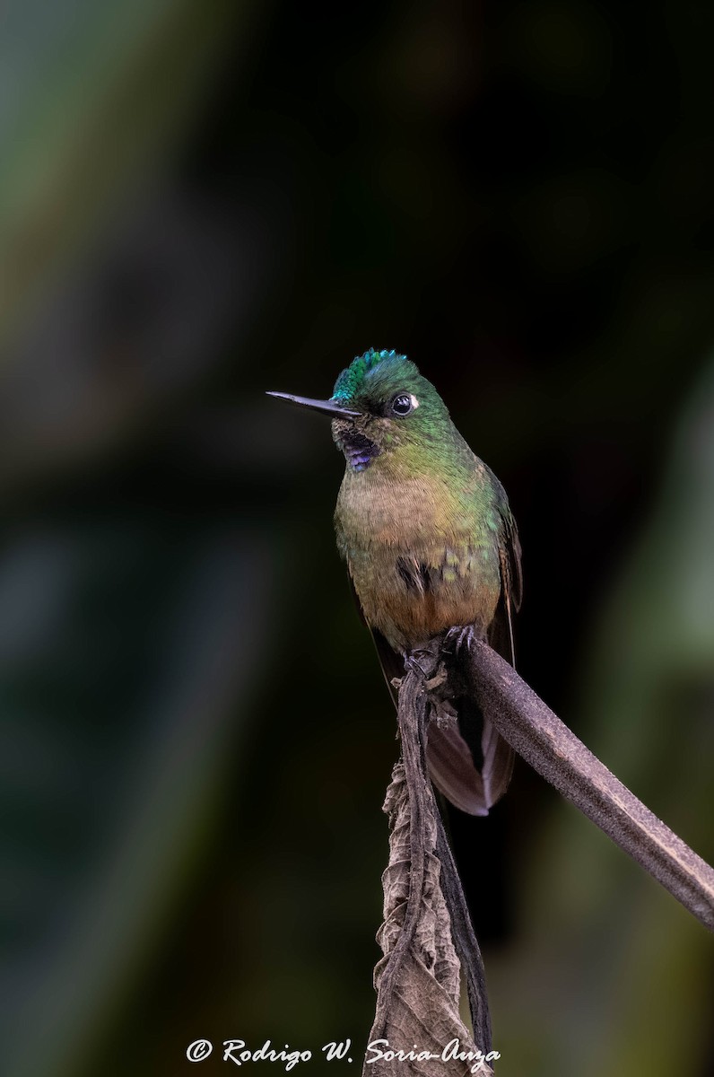 Violet-tailed Sylph - ML614915637