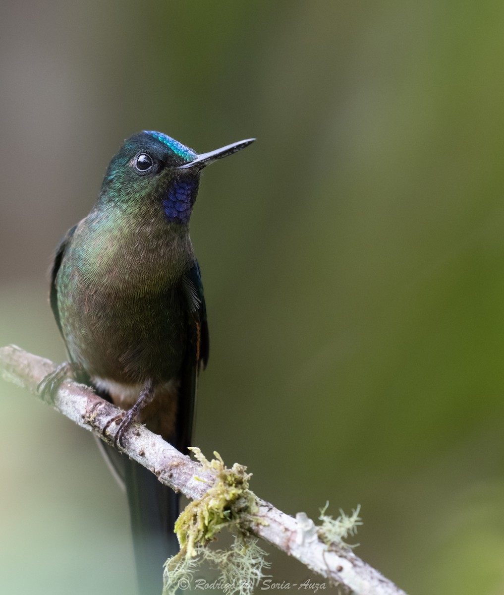 Violet-tailed Sylph - ML614915638