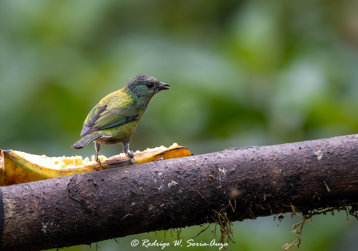 Black-capped Tanager - ML614915719