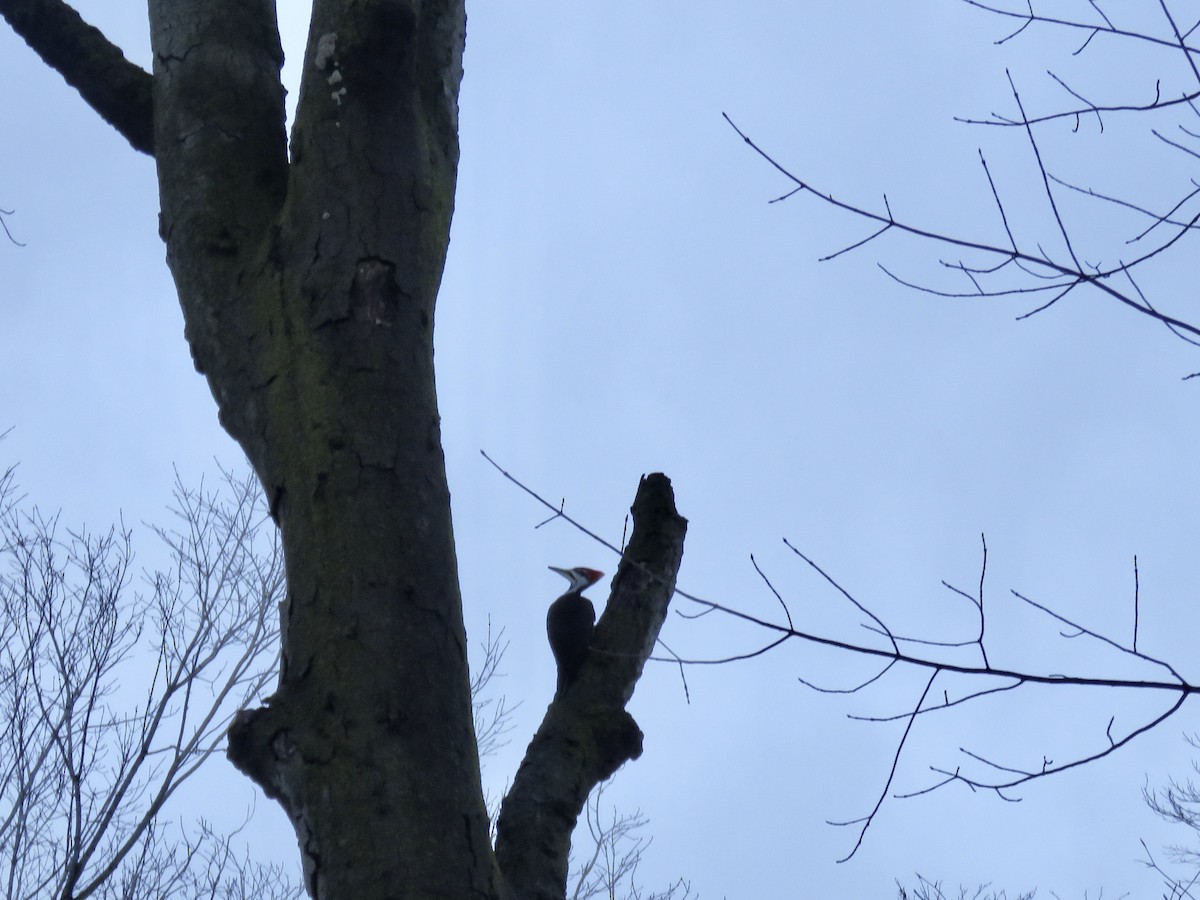 Pileated Woodpecker - ML614915799