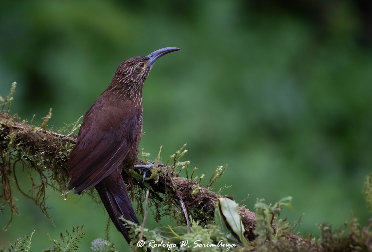 Strong-billed Woodcreeper - ML614915974