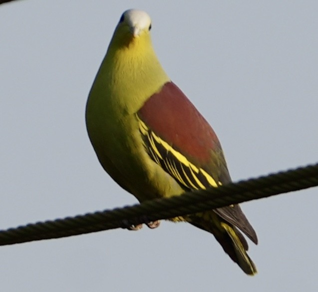 Gray-fronted Green-Pigeon - Praveen Chavan