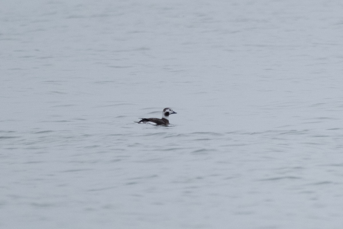 Long-tailed Duck - ML614916255