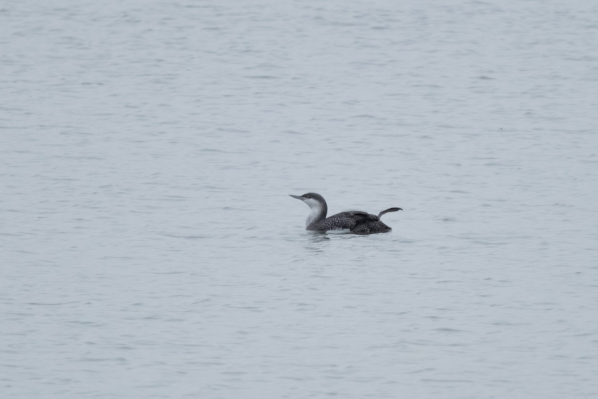 Red-throated Loon - ML614916278
