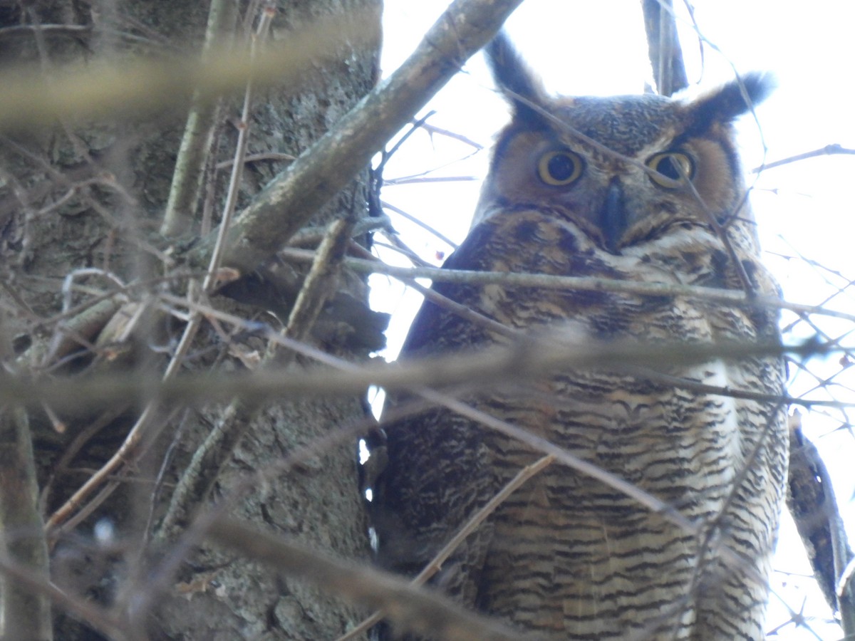 Great Horned Owl - ML614916524