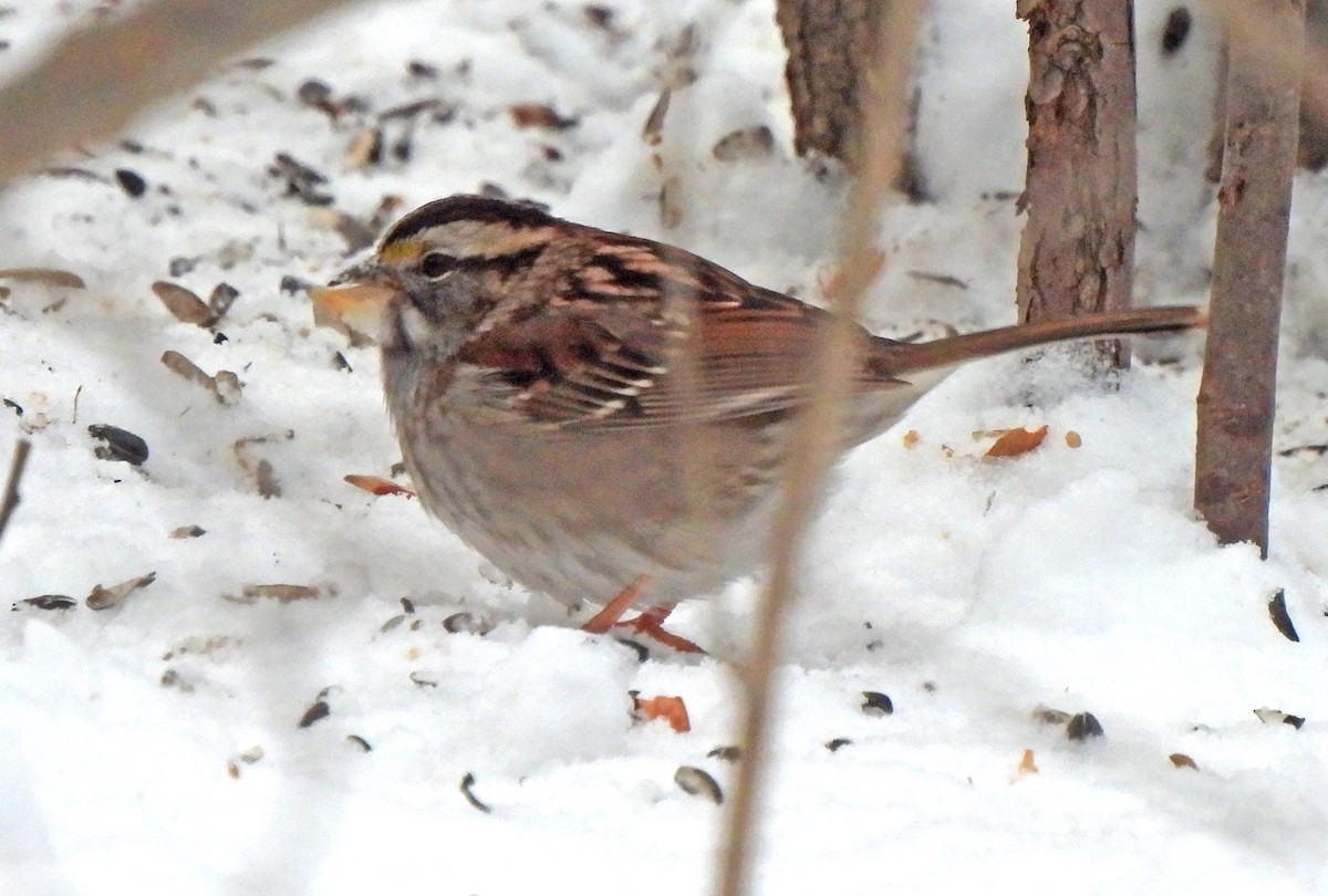 White-throated Sparrow - ML614916662