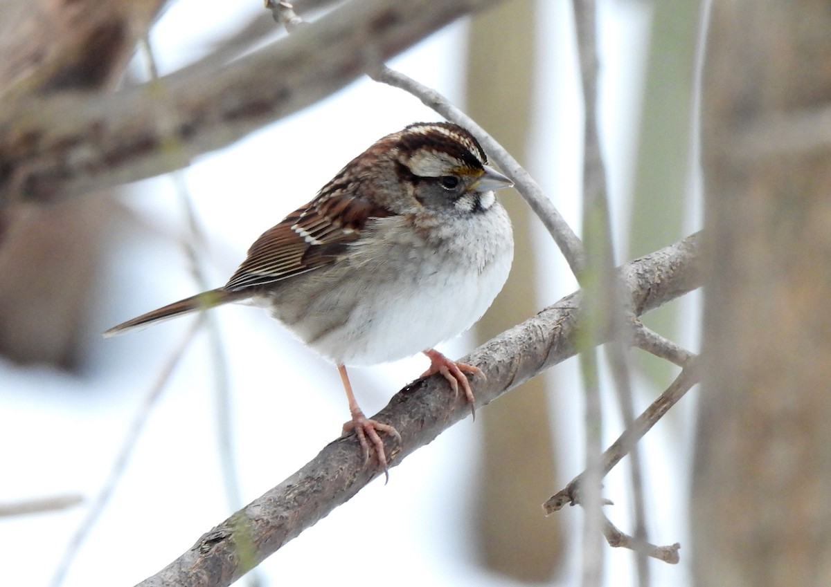 White-throated Sparrow - ML614916686