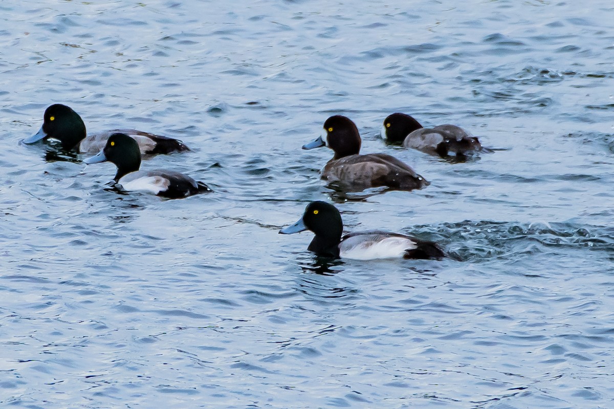 Greater Scaup - ML614916784