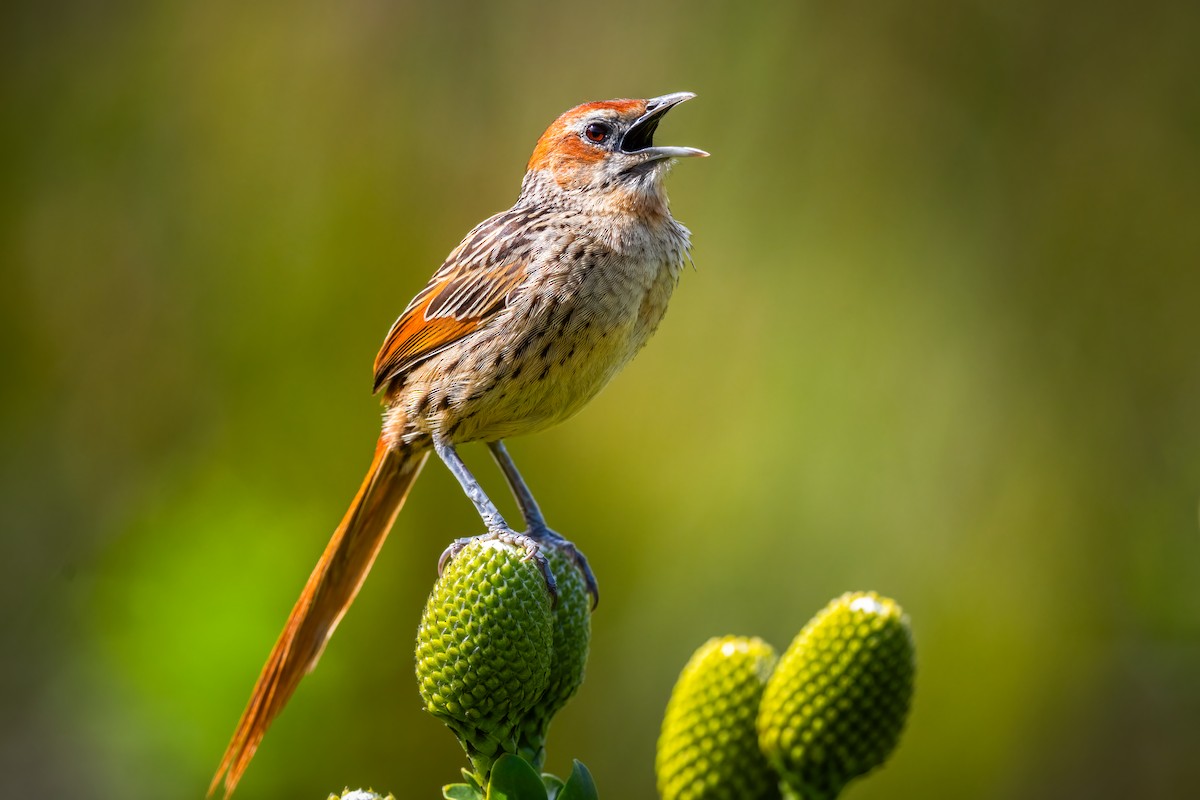 Cape Grassbird - Chris Thomas