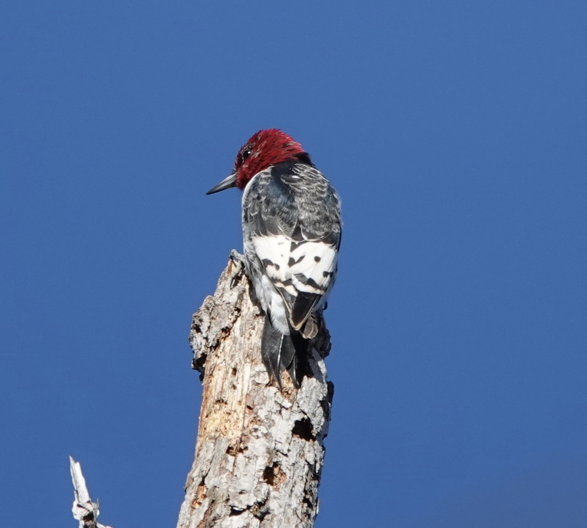 Red-headed Woodpecker - ML614917154