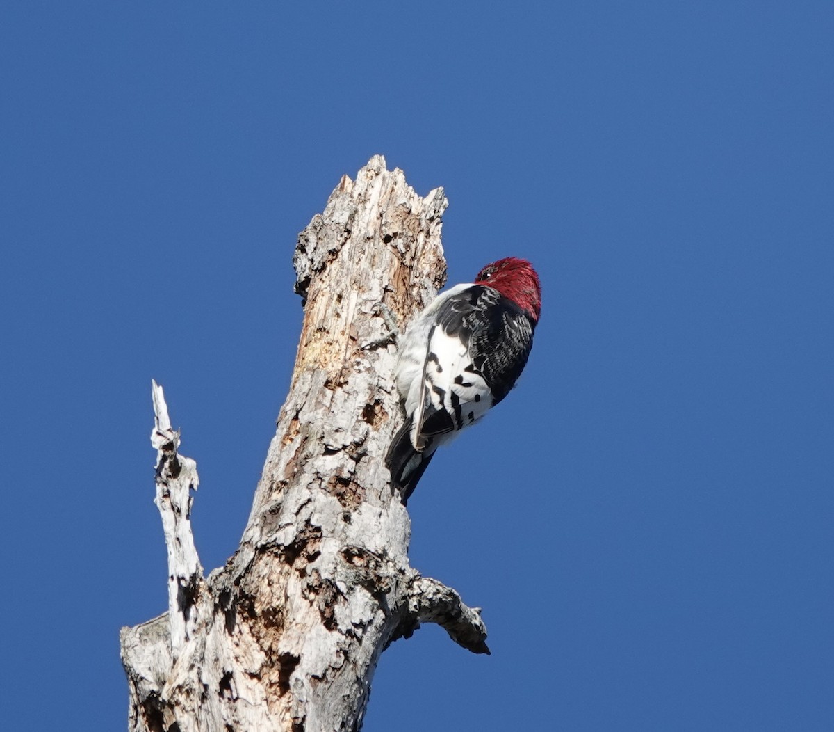 Red-headed Woodpecker - ML614917156