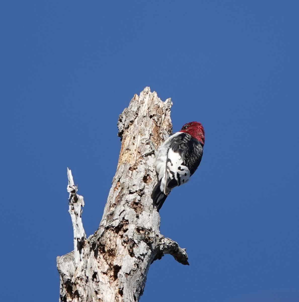 Red-headed Woodpecker - ML614917158