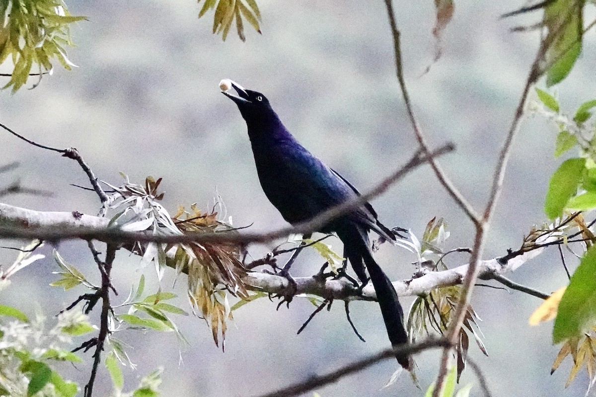 Great-tailed Grackle - ML614917281