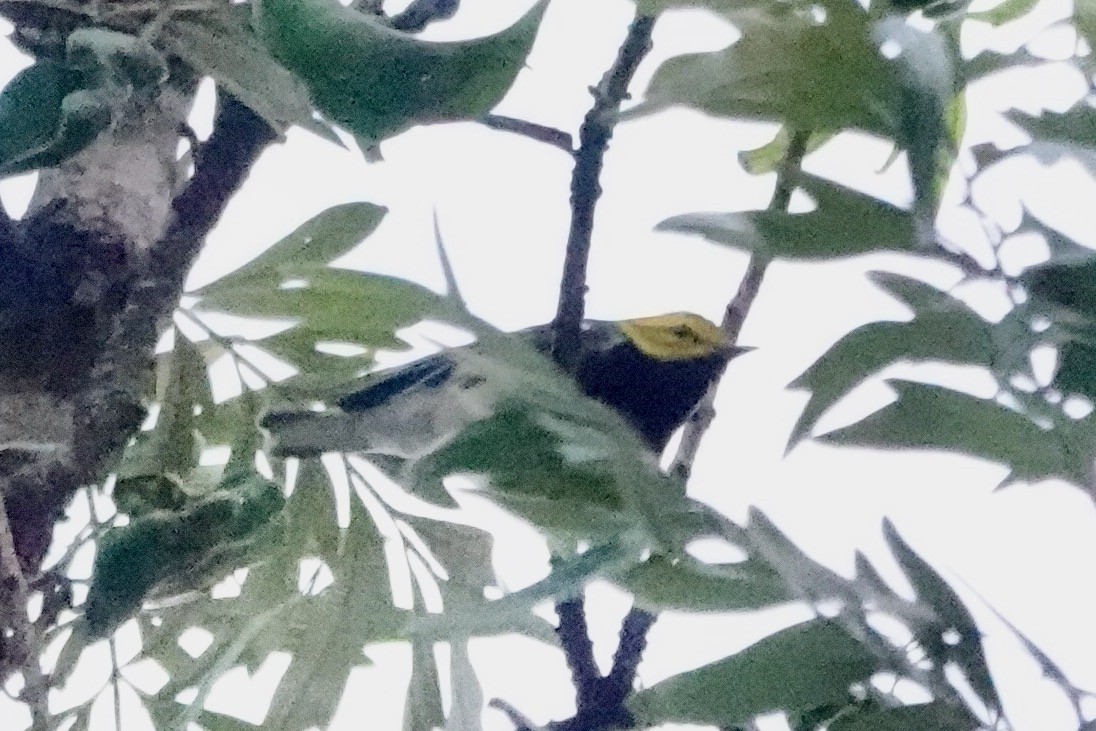 Black-throated Green Warbler - ML614917294