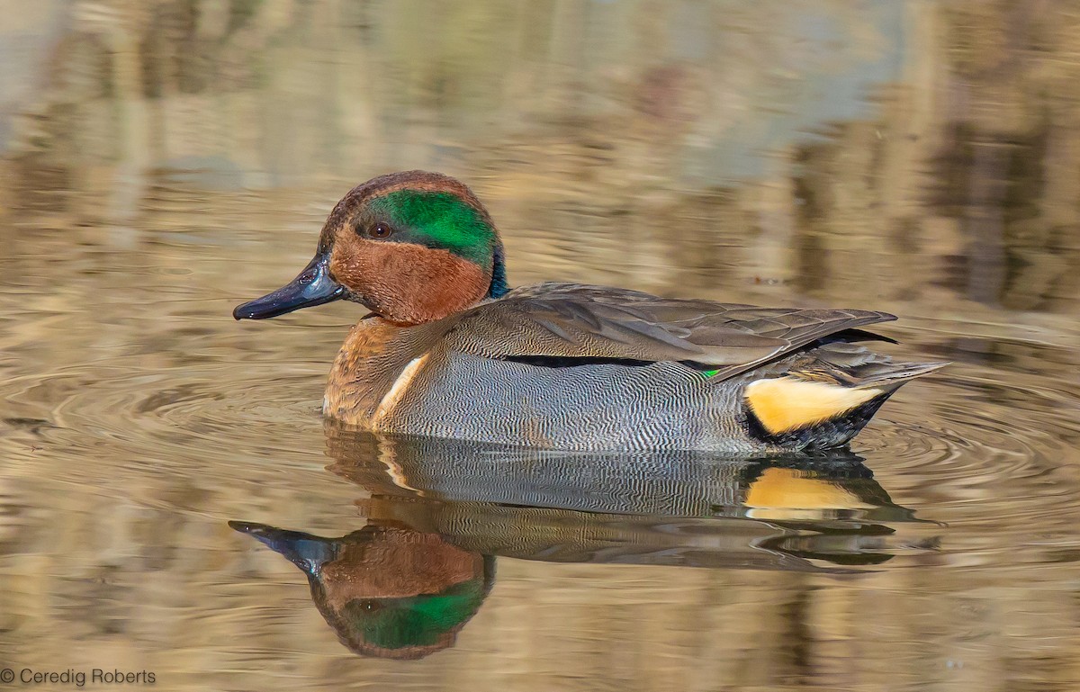 Green-winged Teal - ML614917297