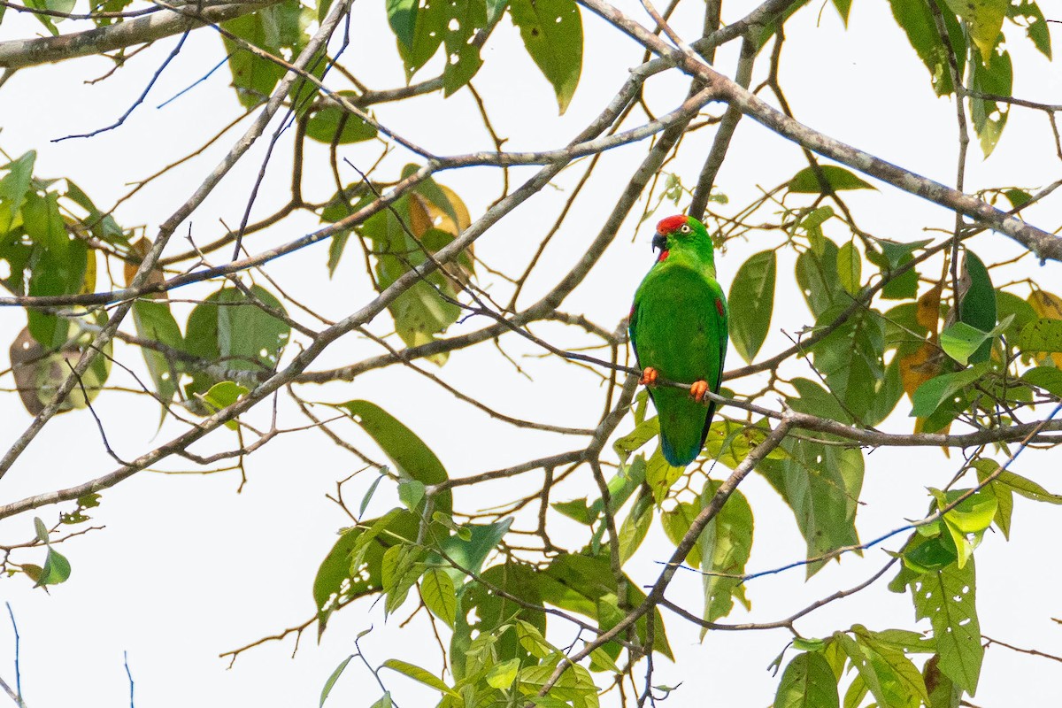 Sulawesi Hanging-Parrot - Vincent Romera