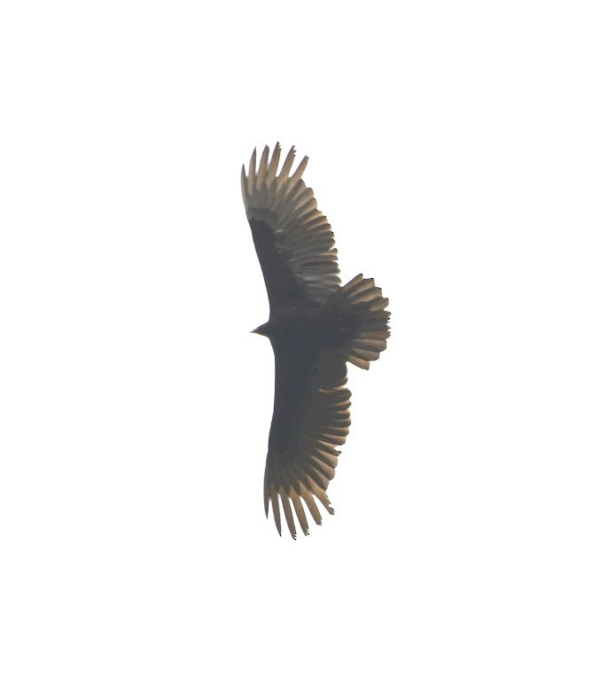 Turkey Vulture - Steve Davis