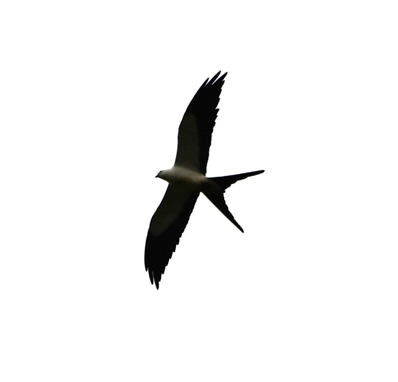 Swallow-tailed Kite - ML614917453