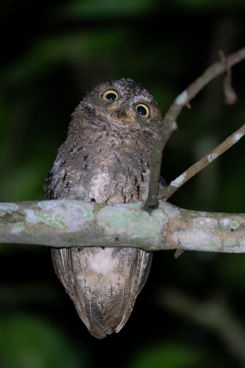Sulawesi Scops-Owl - ML614917566
