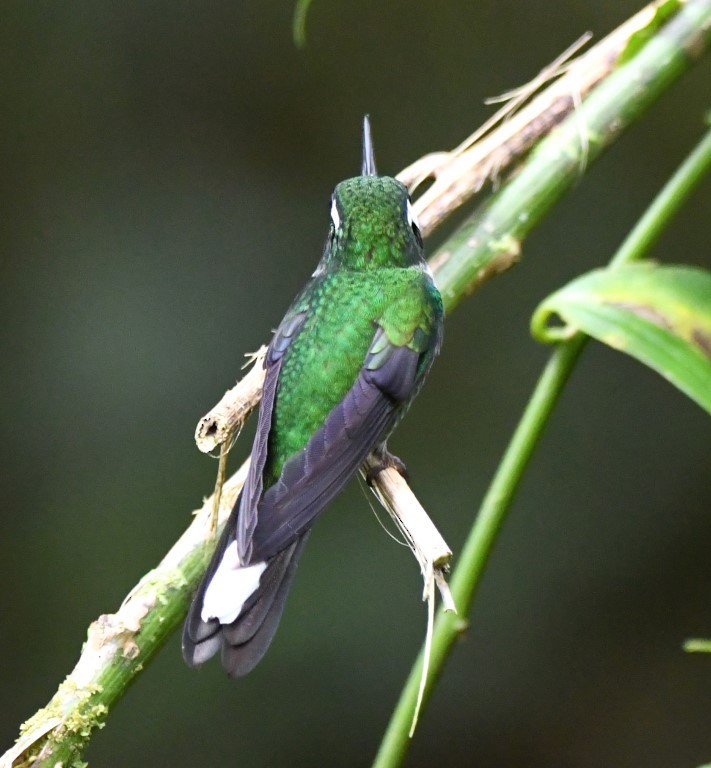 kolibřík skvrnoocasý - ML614917684
