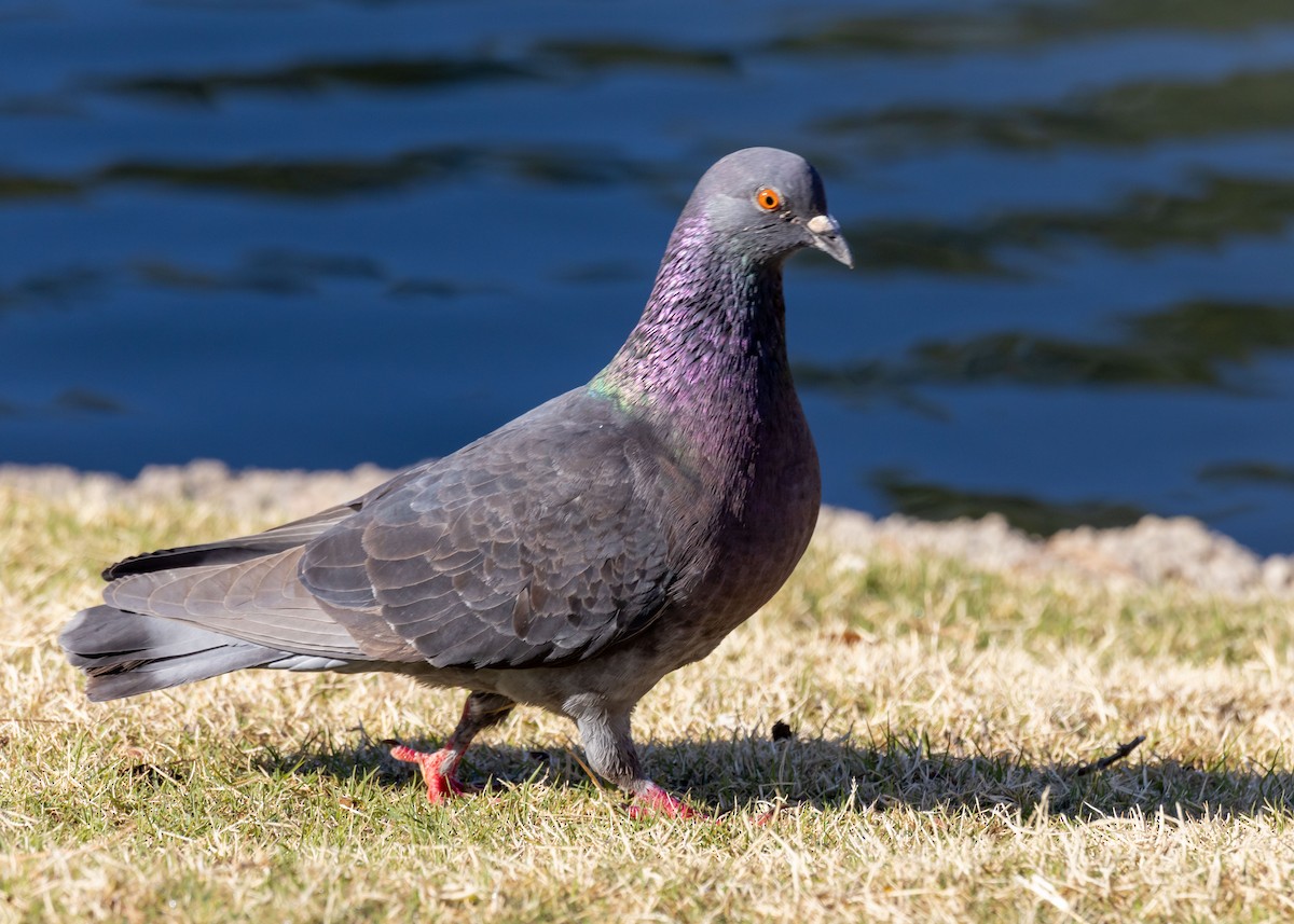 Rock Pigeon (Feral Pigeon) - ML614917686
