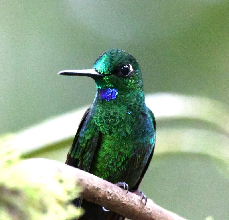 kolibřík subtropický - ML614917689