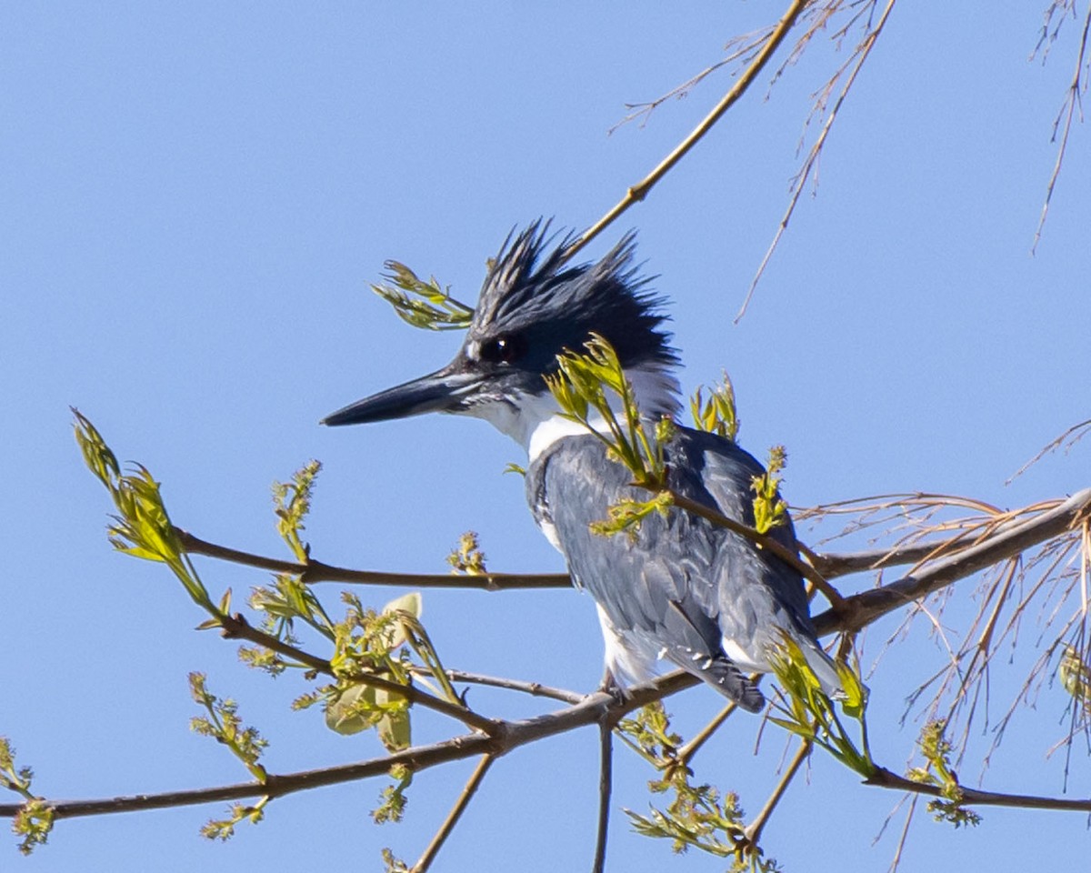 Belted Kingfisher - ML614917700