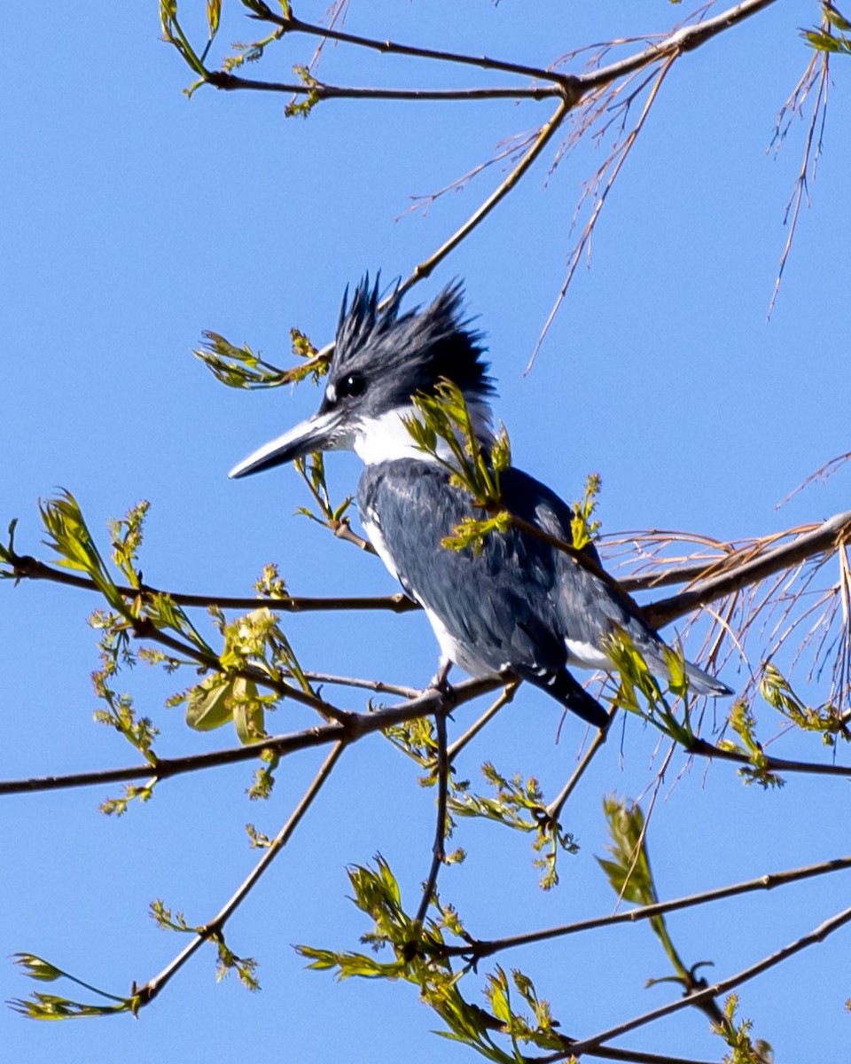 Belted Kingfisher - ML614917701