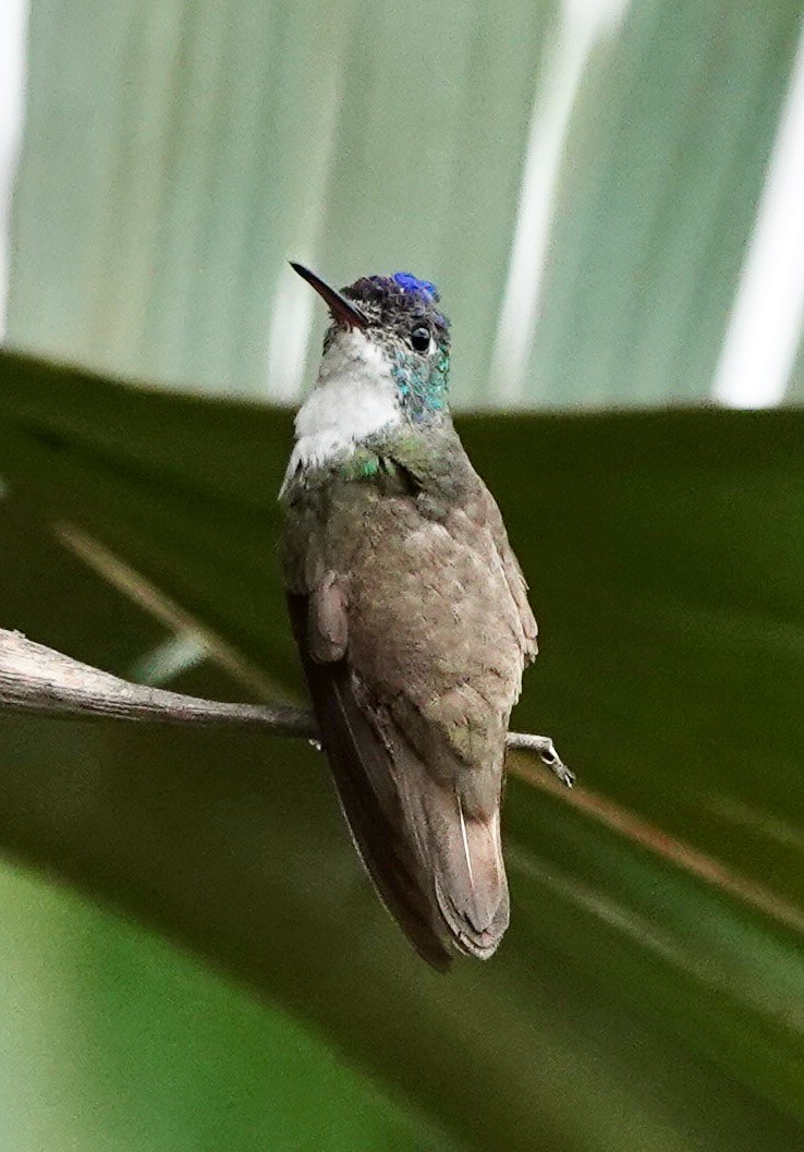 Azure-crowned Hummingbird - ML614917738