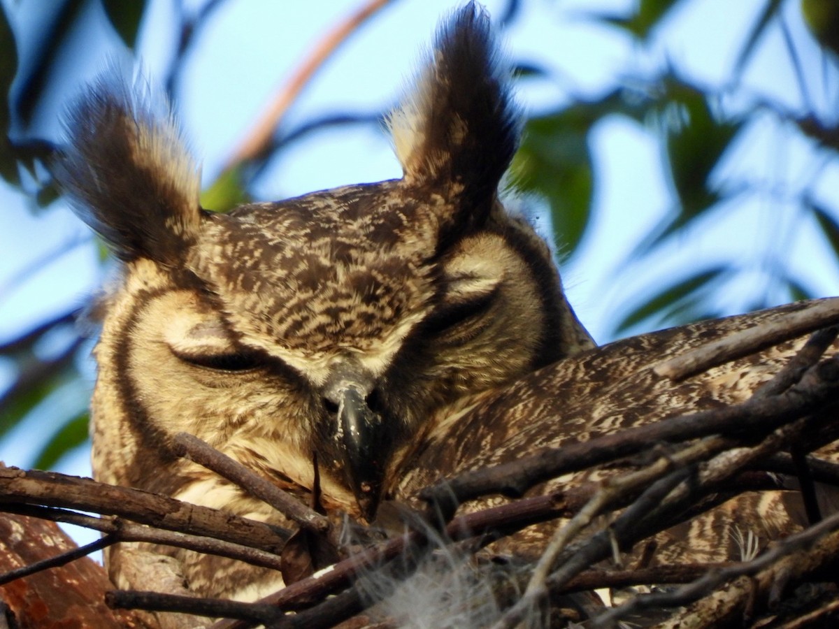 Great Horned Owl - ML614917952
