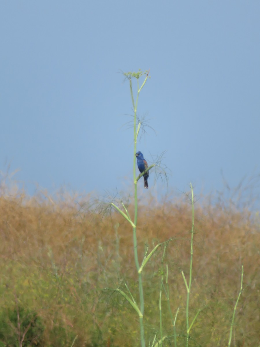 eBird Checklist - 17 Jun 2023 - Fairview Park, Costa Mesa - 16 species