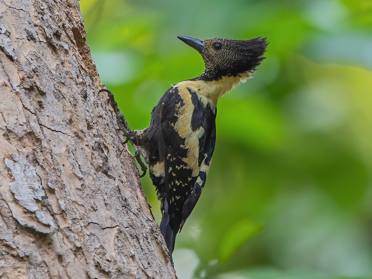 Black-and-buff Woodpecker - Meiglyptes jugularis - Birds of the World