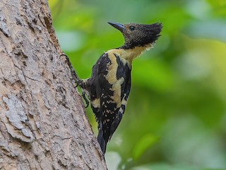  - Black-and-buff Woodpecker