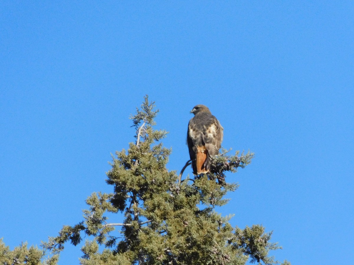Red-tailed Hawk - ML614918010
