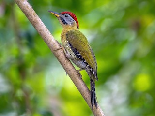  - Laced Woodpecker