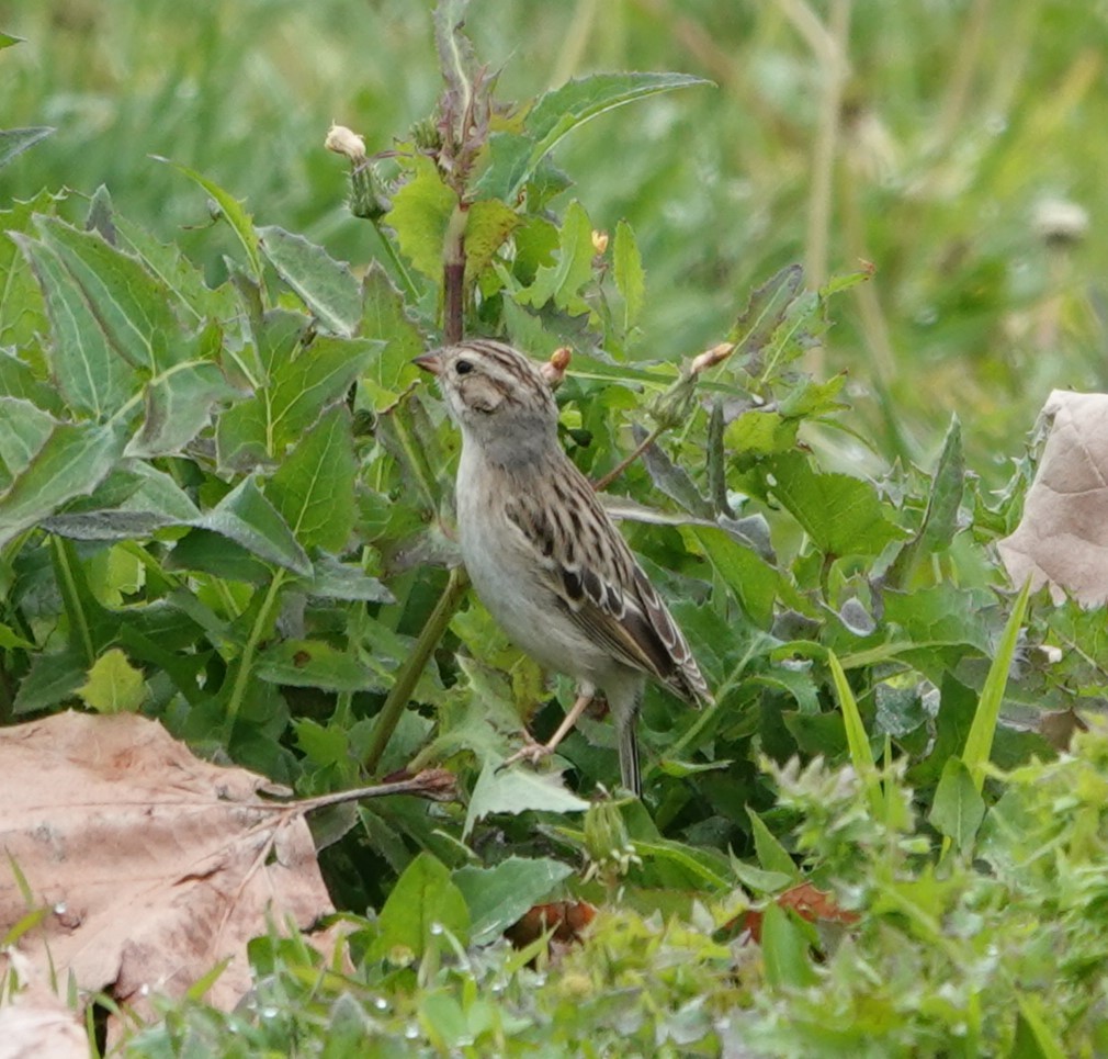 Clay-colored Sparrow - ML614918206