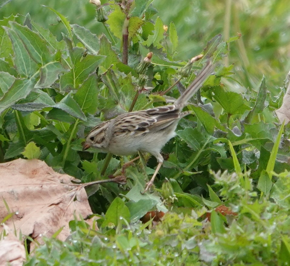 Clay-colored Sparrow - ML614918207